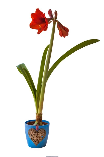 Hippeastrum Galaxy Group Red Lion Blue Pot Decorative Heart White — Stock Photo, Image