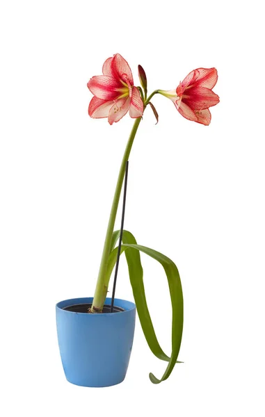 Hippeastrum Groot Bloeiende Charisma Blauwe Pot Witte Achtergrond Geïsoleerd — Stockfoto