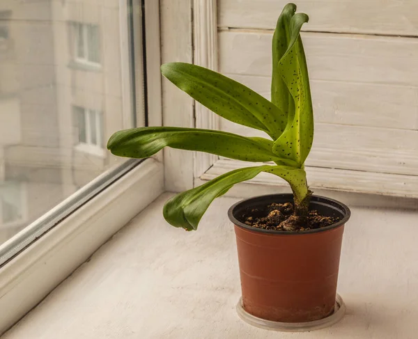 Bollen Eucomis Bicolor Ananas Lelies Een Pot Vensterbank Opgroeien Voor — Stockfoto