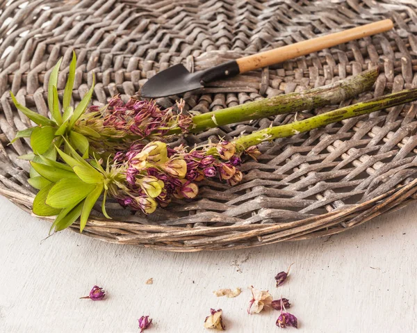 Eucomis Bicolor Sbiadito Con Frutta Semi Scatole Sul Tavolo — Foto Stock