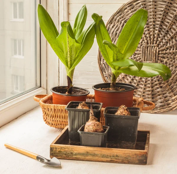 Bombillas Eucomis Bicolor Lirios Piña Una Olla Alféizar Ventana Crecer — Foto de Stock