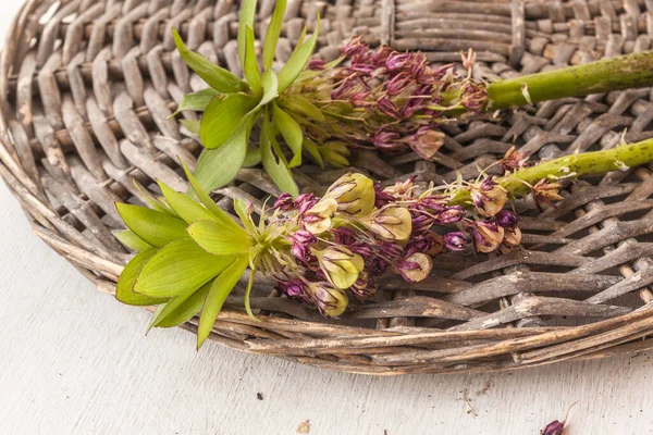 Vervaagde Eucomis Bicolor Met Fruit Zaden Dozen Tafel — Stockfoto