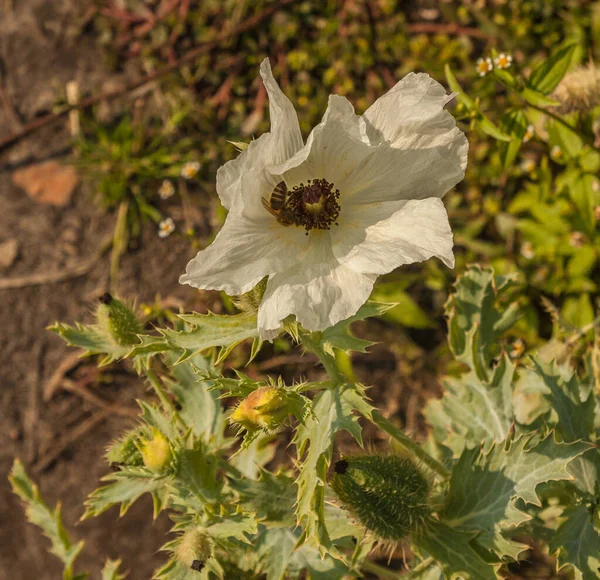 Kammstachelmohn Oder Argemone Platyceras Blühen Einem Garten — Stockfoto