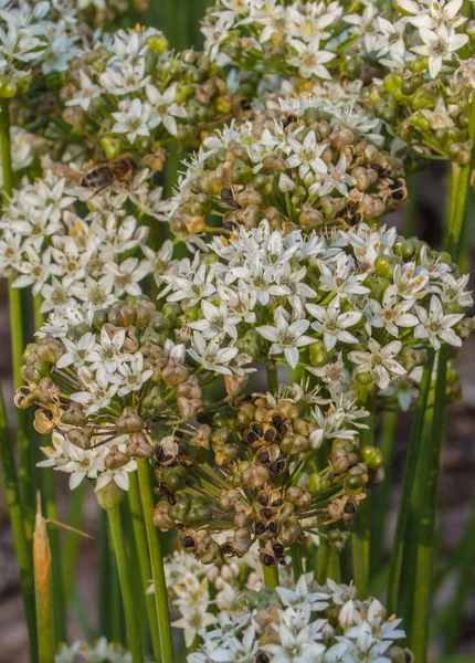 Allium Ramosum Uma Espécie Cebolinha Norte Ásia Nativa Cazaquistão Mongólia — Fotografia de Stock