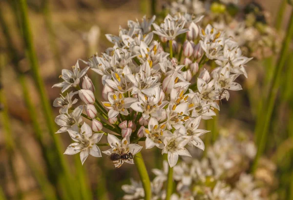 Allium Ramosum Uma Espécie Cebolinha Norte Ásia Nativa Cazaquistão Mongólia — Fotografia de Stock