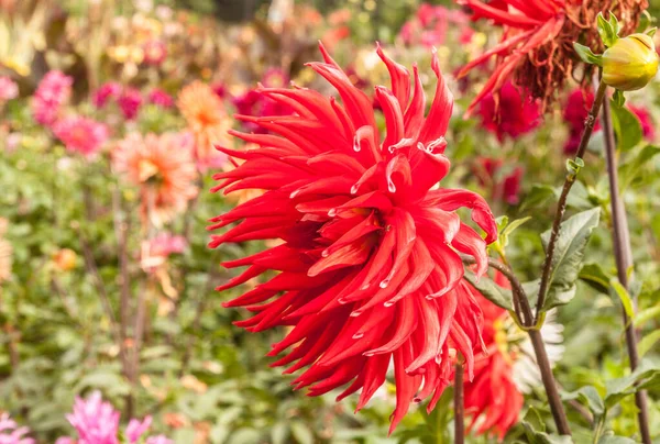 Röd Blomma Kaktus Dahlior Sommarträdgården — Stockfoto