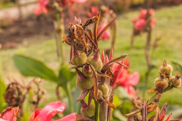 Cannes Bushes Fruits End Season Garden — Stock Photo, Image