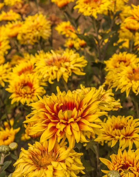 Chrysanthemum Koreanum Синонім Chrysanthemum Hortorum Bailey Two Colour — стокове фото