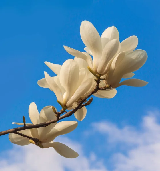 Rama Magnolia Con Flores Dobles Blancas Jardín Botánico Primavera — Foto de Stock