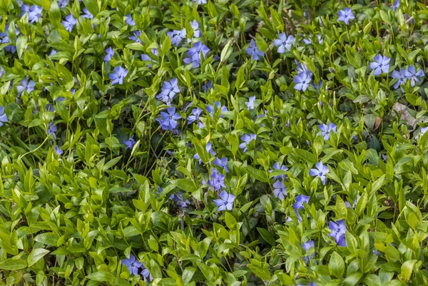 Brillantes Flores Color Azul Perifollo Sobre Fondo Hojas Verdes —  Fotos de Stock