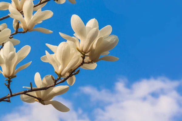 Rama Magnolia Con Flores Dobles Blancas Jardín Botánico Primavera — Foto de Stock