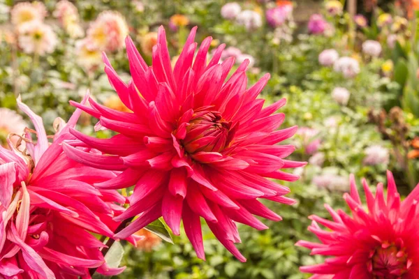 Rosa Blomma Kaktus Dahlior Sommarträdgården — Stockfoto