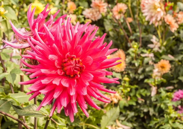 Rosa Blomma Kaktus Dahlior Sommarträdgården — Stockfoto