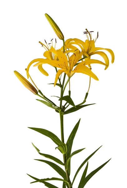 Branch Yellow Lilies Asian Hybrids Yellow Bird Buds Blossoming Flower — Stock Photo, Image