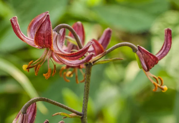 Martagon Eller Turk Mössa Lilja Lililium Martagon Claude Shride Naturligt — Stockfoto