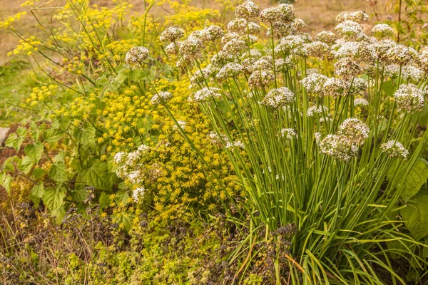 Allium Ramosum Fragrant Flowed Garlic Або Chinese Chives Вид Дикої — стокове фото