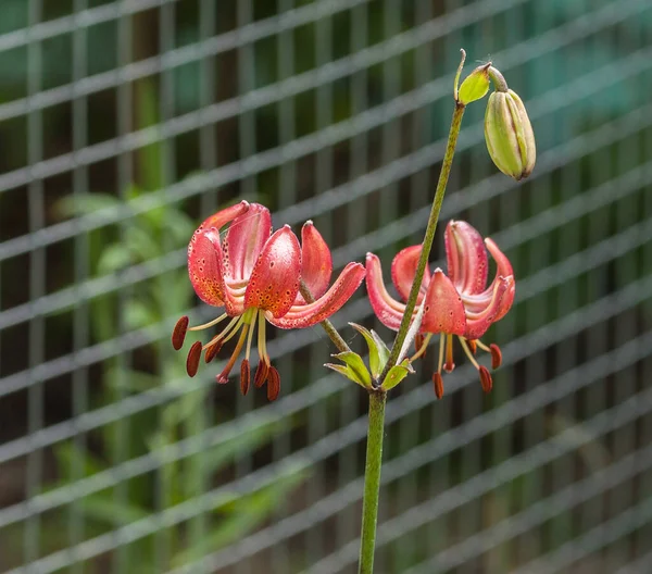 Martagon Eller Turk Mössa Lilja Lililium Martagon Claude Shride Naturligt — Stockfoto