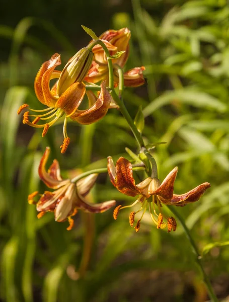 Martagon Turk Cap Lelie Lilium Martagon Scarlet Morning Een Natuurlijk — Stockfoto