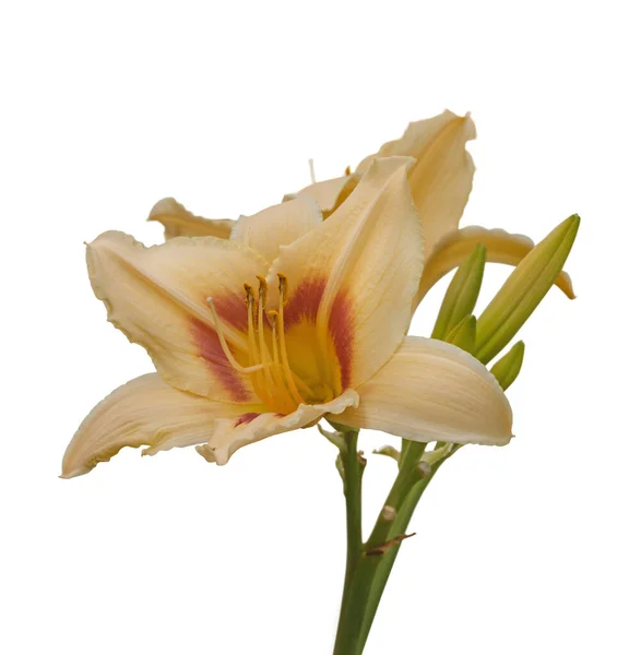 Fleur Hemerocallis Daylily Boîte Pandore Couleur Melon Clair Sur Fond — Photo