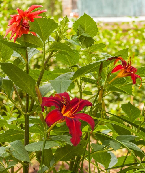 Hemerocallis Crimson Pirate Dahlias Cactus Vermelho Jardim Verão — Fotografia de Stock