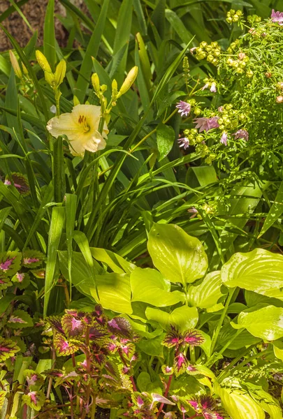 Lavatera Daylily和Coleus在花园里 色彩艳丽的花床 色彩艳丽 白色和紫色的花床 — 图库照片
