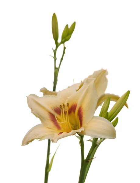 Fleur Hemerocallis Daylily Boîte Pandore Couleur Melon Clair Sur Fond — Photo