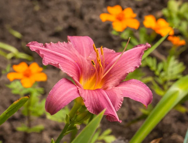 Rosa Hemerokallis Daglilja Sammer Vin Suddig Bakgrund Trädgården — Stockfoto