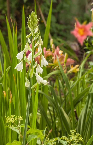 Kvetoucí Letní Hyacint Nebo Mys Hyacinth Galtonia Candicans Zahradě — Stock fotografie