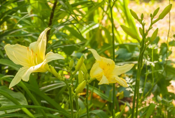 Blooming Daylily Formas Vencedoras Canteiros Flores Jardim Verão — Fotografia de Stock