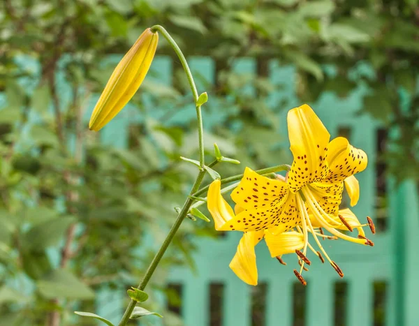 黄色いトラユリの枝 シトロネラ 芽とフェンスの近くの開花花を持つアジアの雑種 — ストック写真