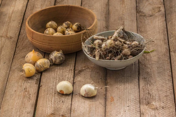 Bombillas Diferentes Tipos Cebollas Decorativas Allium Una Mesa Tazón — Foto de Stock