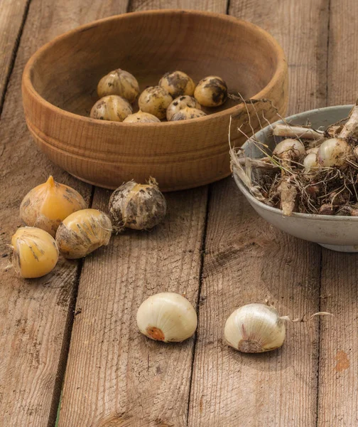 Zwiebeln Verschiedener Arten Von Zierzwiebeln Allium Auf Einem Tisch Und — Stockfoto