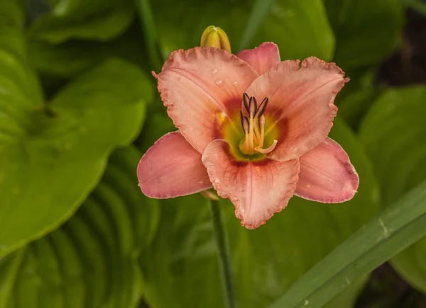 Daylily Salmão Colorido Hemerocallis Doces Elegantes Depois Molhar Com Gotas — Fotografia de Stock