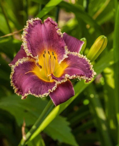 Purple Daylily Hemerocallis David Kirchhoff Con Borde Amarillo Corrugado Sobre —  Fotos de Stock