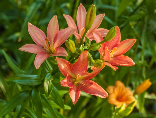 Цветущая Розово Оранжевая Лилия Азиатских Гибридов Фоне Оранжевой Дневной Лилии — стоковое фото
