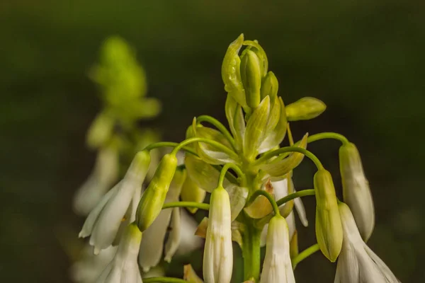 Çiçekli Yaz Sümbülü Veya Pelerin Sümbülü Galtonia Adayları Bahçede — Stok fotoğraf