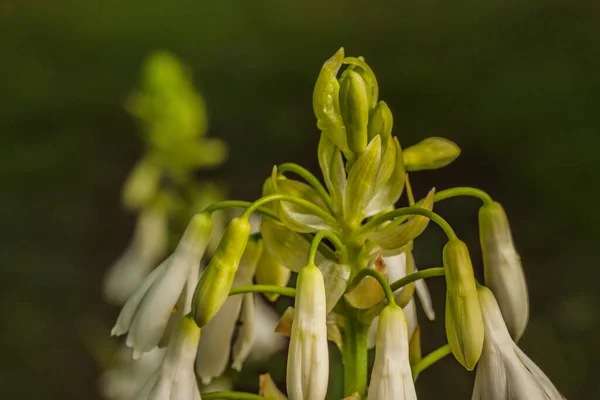 Kvetoucí Letní Hyacint Nebo Mys Hyacinth Galtonia Candicans Zahradě — Stock fotografie