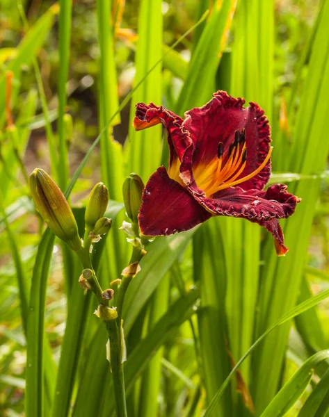 Nenúfar Púrpura Oscuro Hemerocallis Con Gotas Agua Sobre Fondo Borroso —  Fotos de Stock