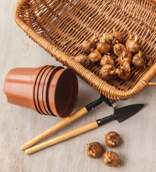 Krokuszwiebeln Plastiktöpfe Und Korb Auf Einem Grauen Tisch Flache Lage — Stockfoto