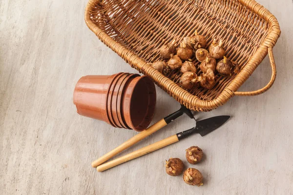 Krokuszwiebeln Plastiktöpfe Und Korb Auf Einem Grauen Tisch Flache Lage — Stockfoto