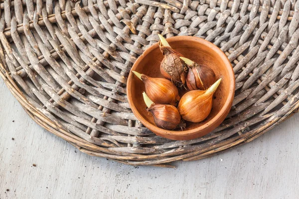 Nederlandse Iris Bolt Iridodictyums Voor Het Planten Grijze Tafel Vlakke — Stockfoto