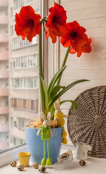 Цвітіння Червоного Гіппеаструма Великодні Кролики Яйця Вікні — стокове фото