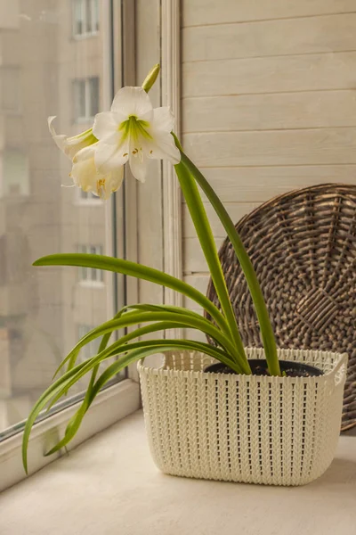 Witte Hippeastrum Amaryllis Bloem Achtergrond Venster — Stockfoto