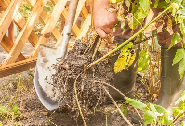 Kertész Ősszel Ássa Dáliákat Őszi Munka Kertben — Stock Fotó