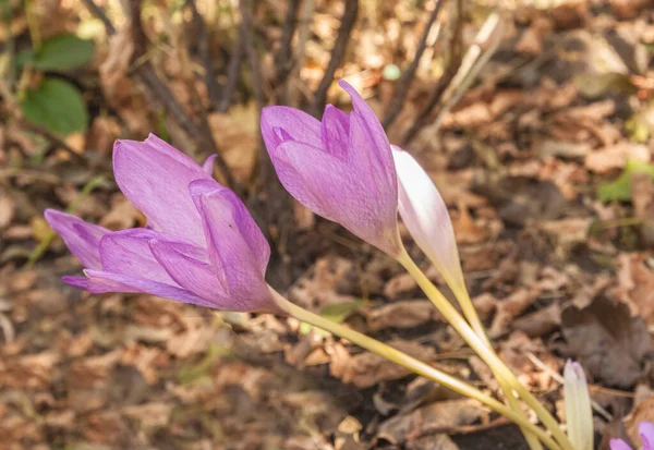 Outono Crocodilo Florido Colchicum Senhora Nua Filho Frente Pai Jardim — Fotografia de Stock