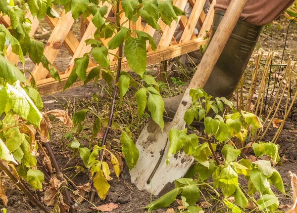 Gardener Digs Dahlias Autumn Autumn Work Garden — Stock Photo, Image