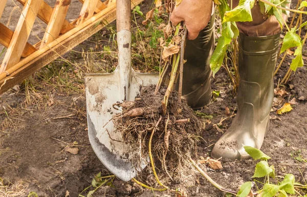 Jardineiro Cava Dálias Outono Trabalho Outono Jardim — Fotografia de Stock