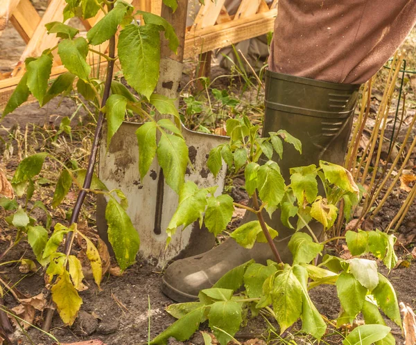 Jardineiro Cava Dálias Outono Trabalho Outono Jardim — Fotografia de Stock