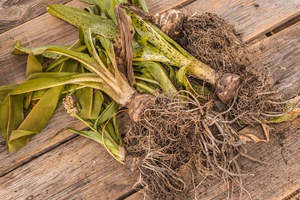 Büyüme Mevsiminin Sonunda Ahşap Bir Masa Üzerinde Çeşitli Ananas Zambakları — Stok fotoğraf