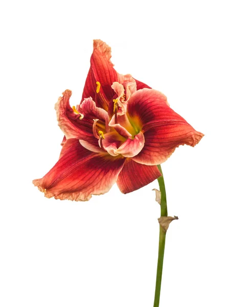 Blooming Double Red Daylily Bright Border White Background Isolated — Stock Photo, Image